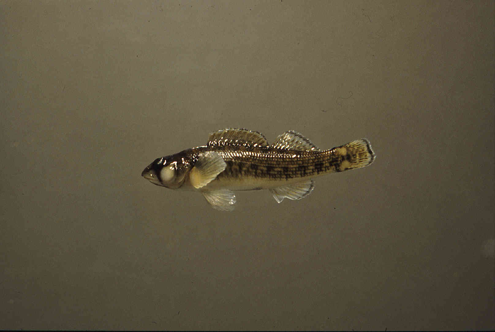 Etheostoma bellum image