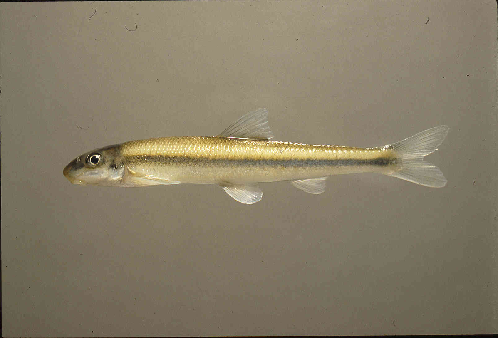 Phenacobius uranops image