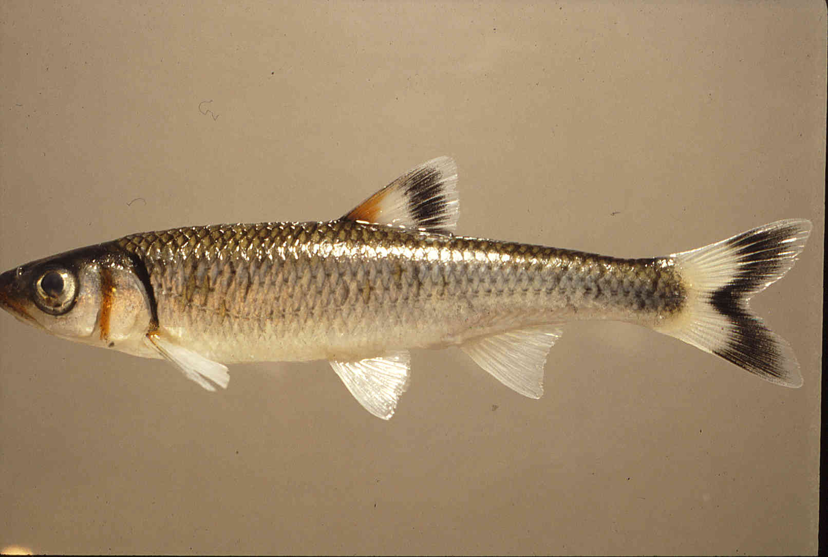 Luxilus coccogenis image