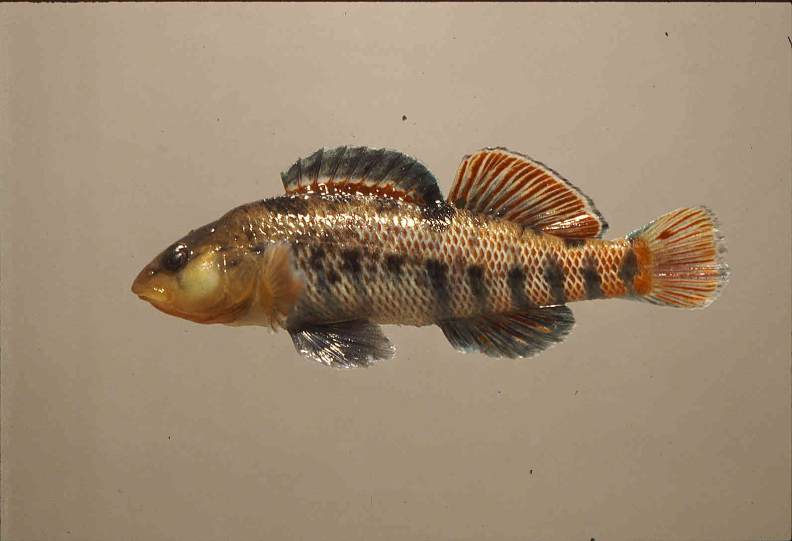 Etheostoma caeruleum image