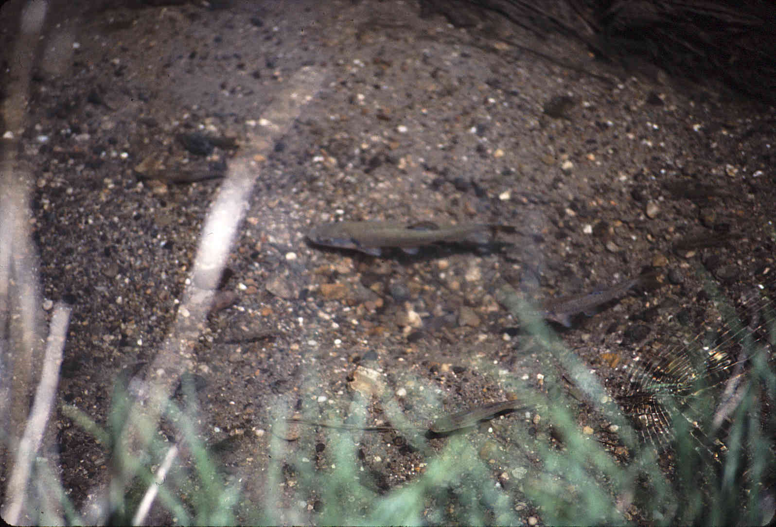 Semotilus atromaculatus image