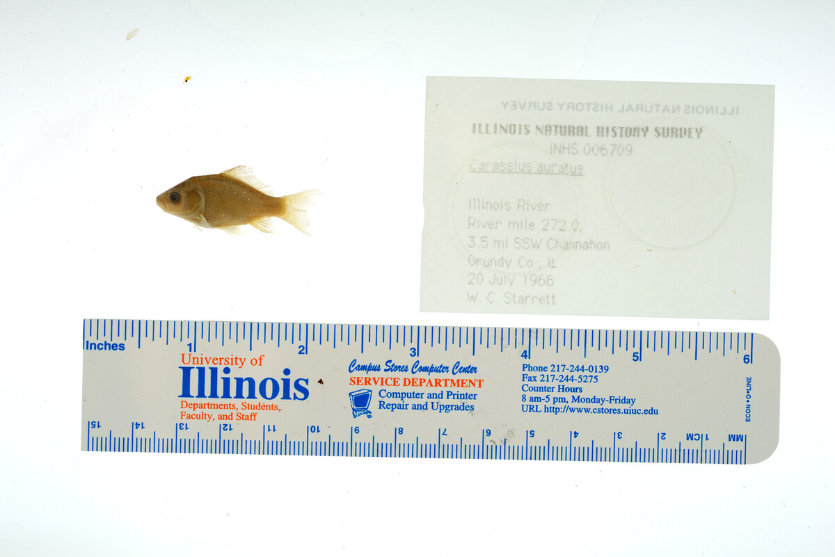 Carassius auratus image