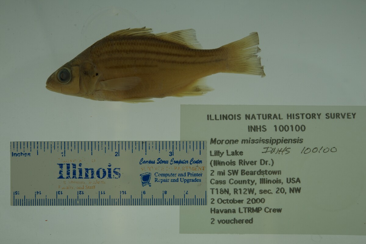 Morone mississippiensis image