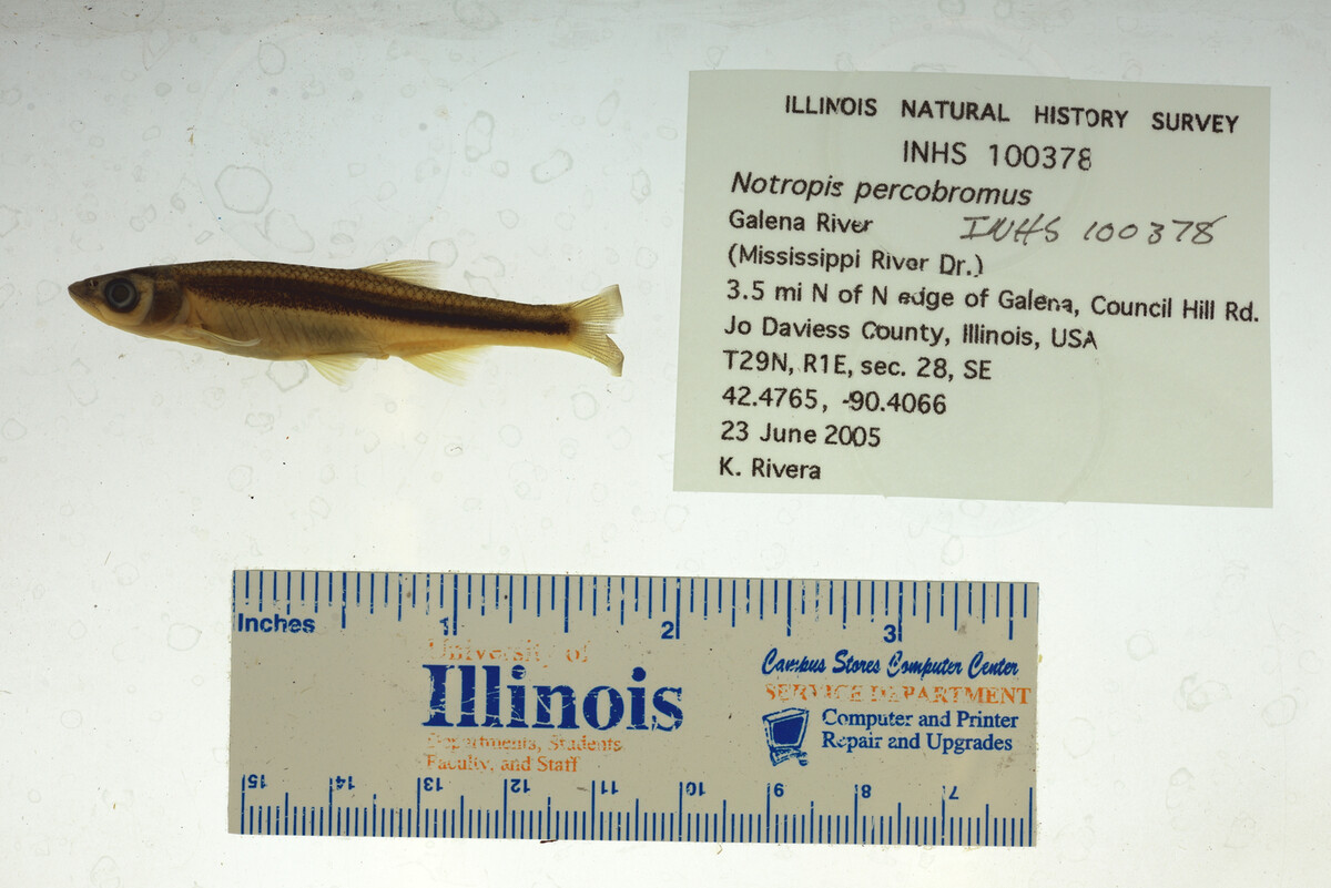 Notropis percobromus image