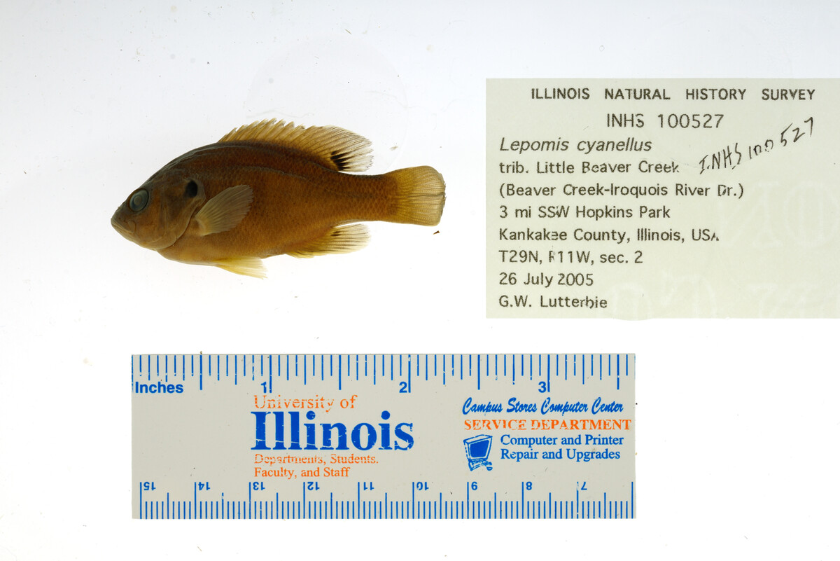Lepomis cyanellus image