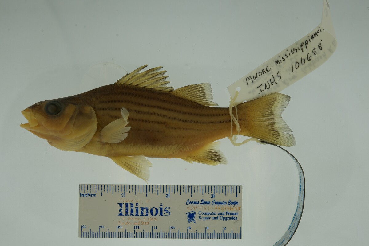 Morone mississippiensis image