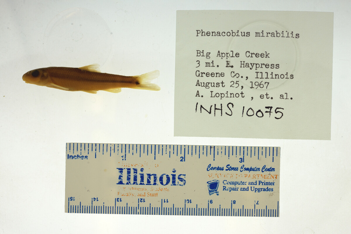 Phenacobius mirabilis image