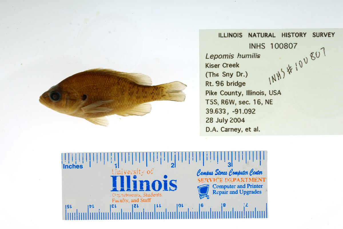 Lepomis humilis image