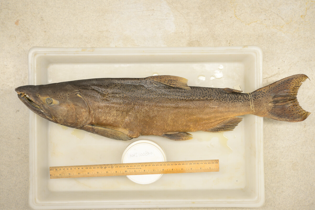 Oncorhynchus tshawytscha image