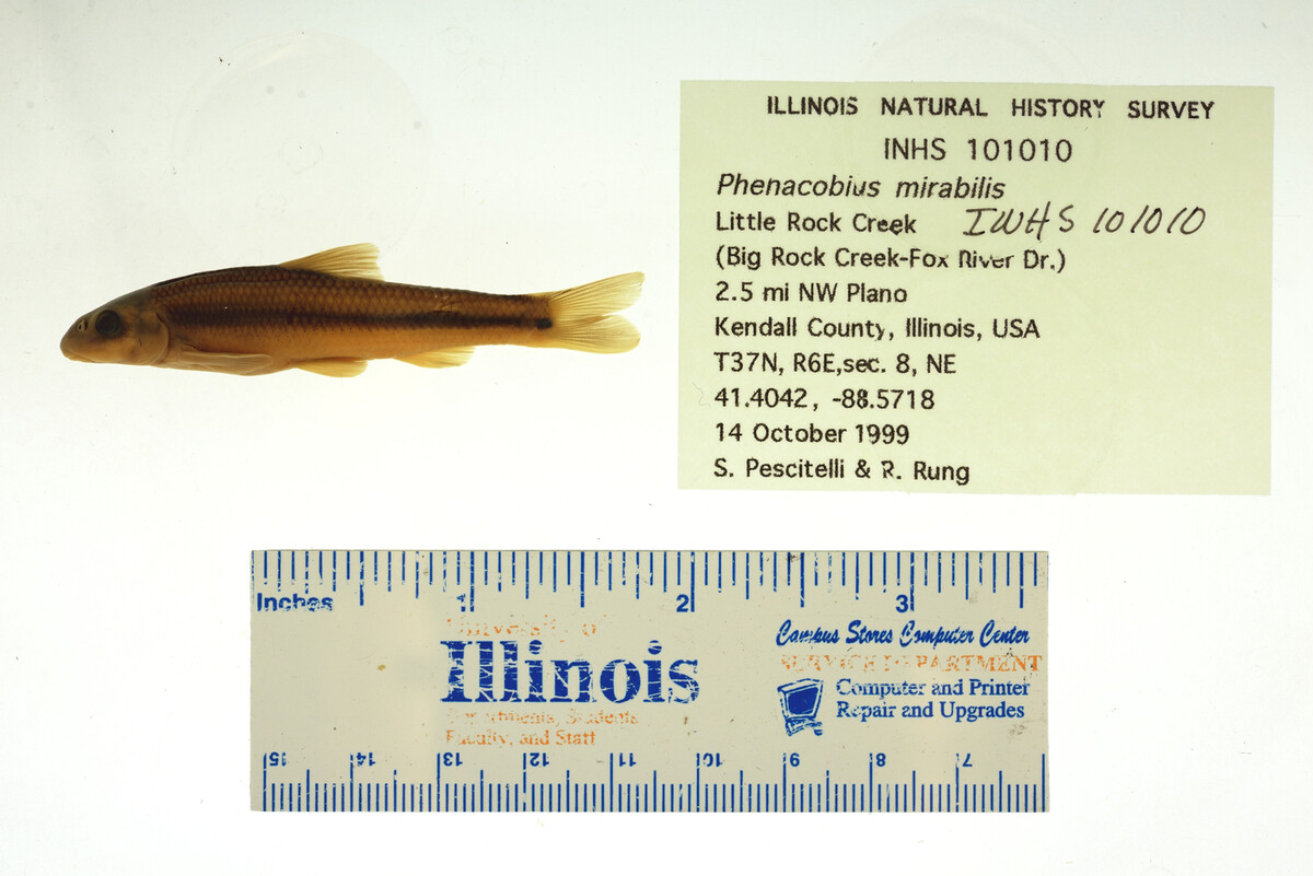 Phenacobius mirabilis image