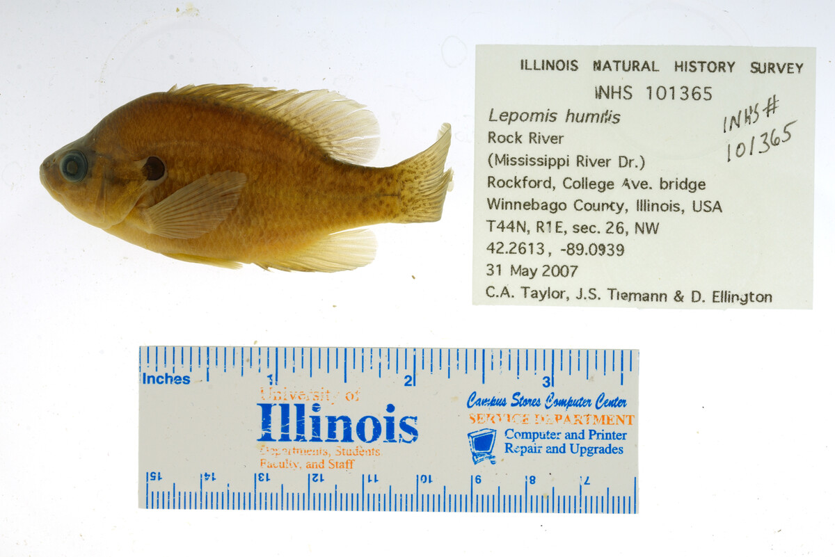 Lepomis humilis image