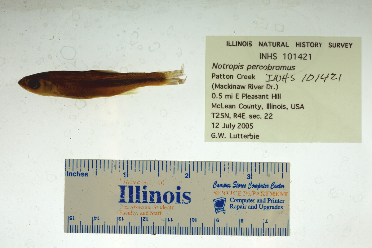 Notropis percobromus image