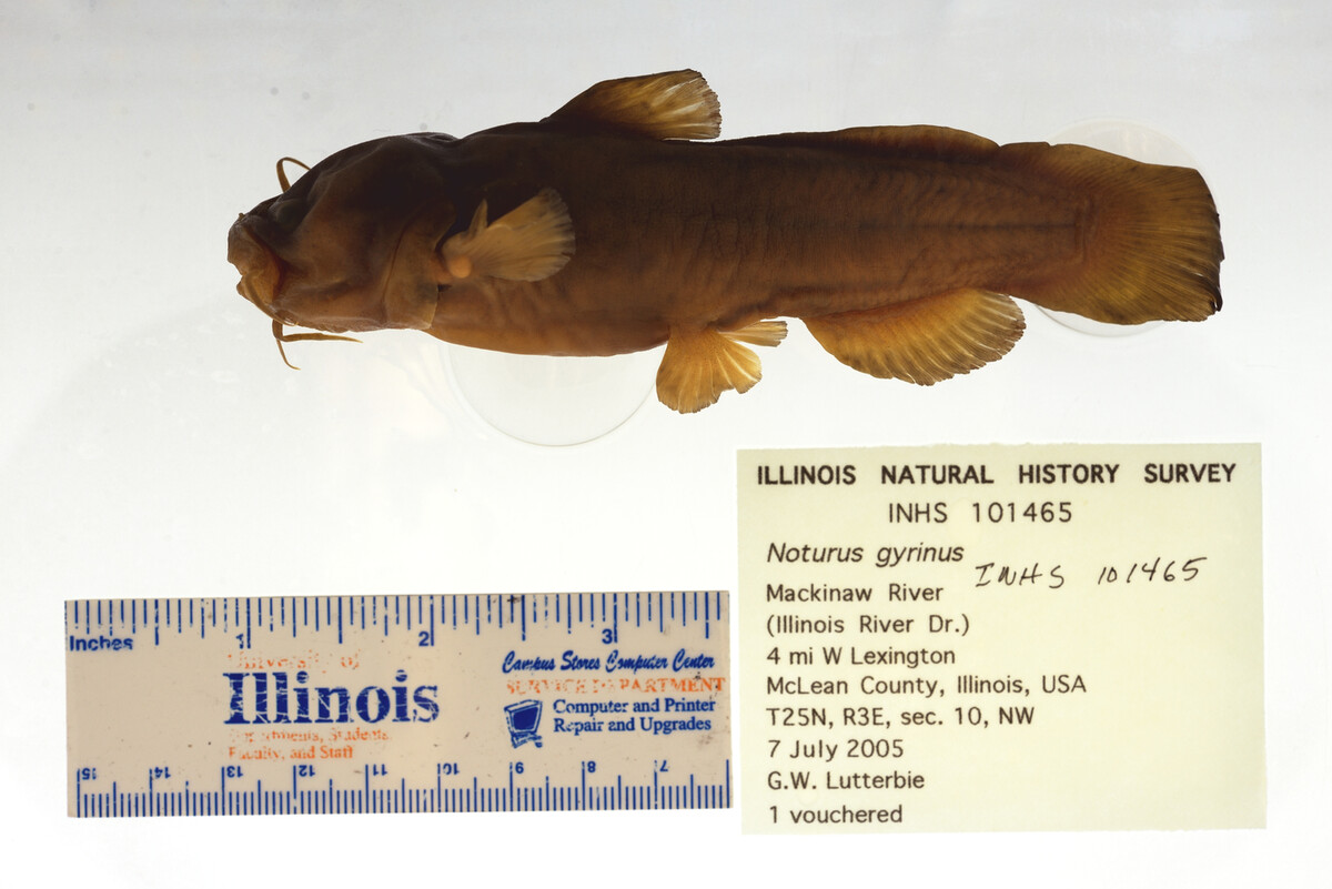 Noturus gyrinus image