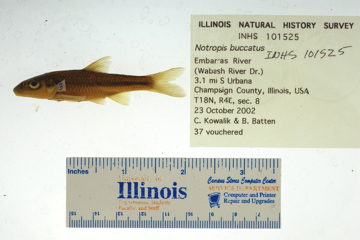 Notropis buccatus image