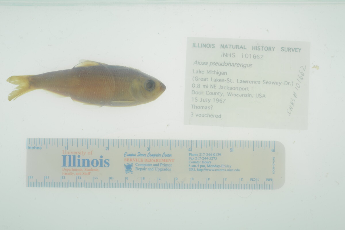 Alosa pseudoharengus image
