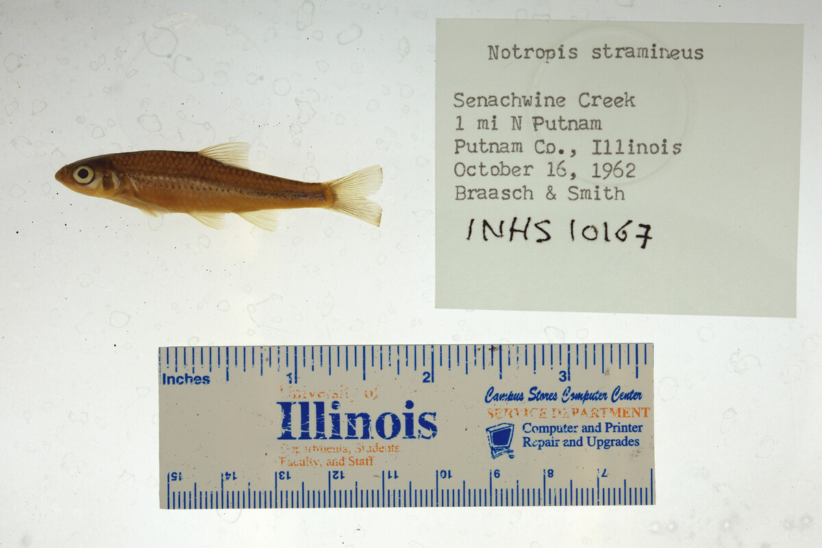 Notropis stramineus image