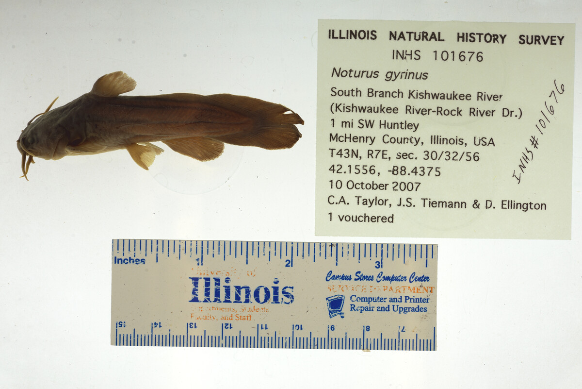 Noturus gyrinus image