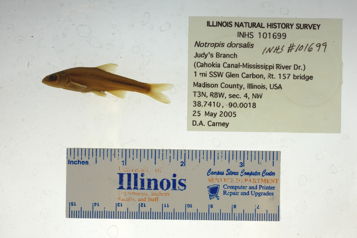 Hybopsis dorsalis image