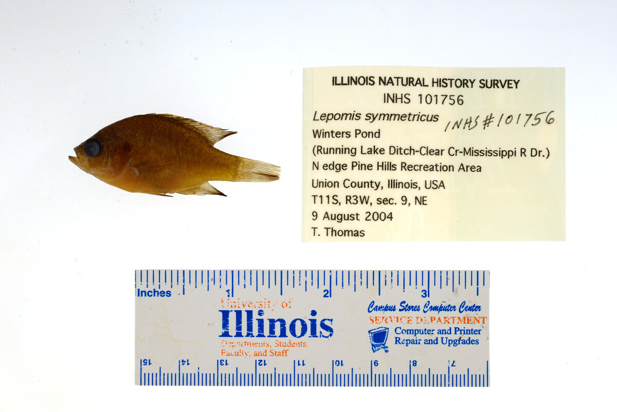 Lepomis symmetricus image