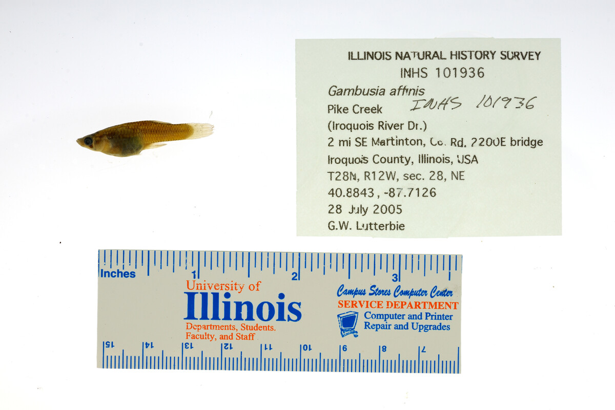 Gambusia affinis image