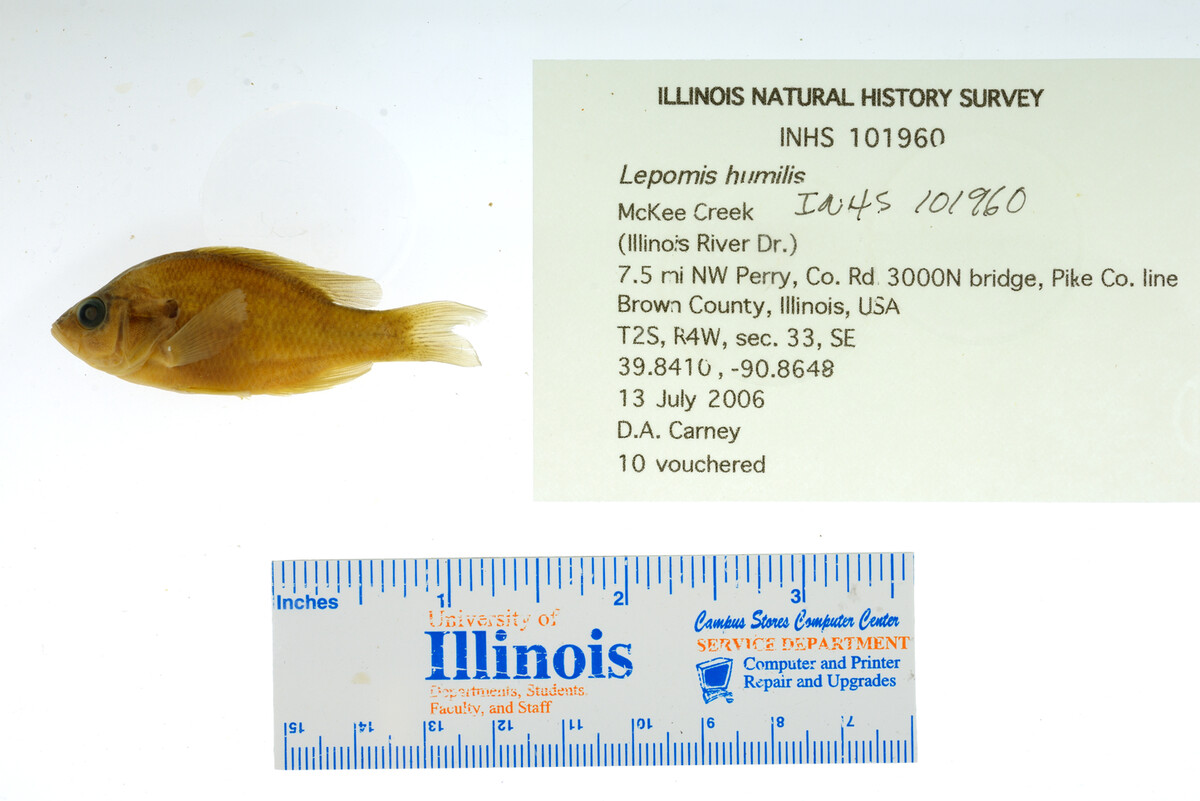 Lepomis humilis image