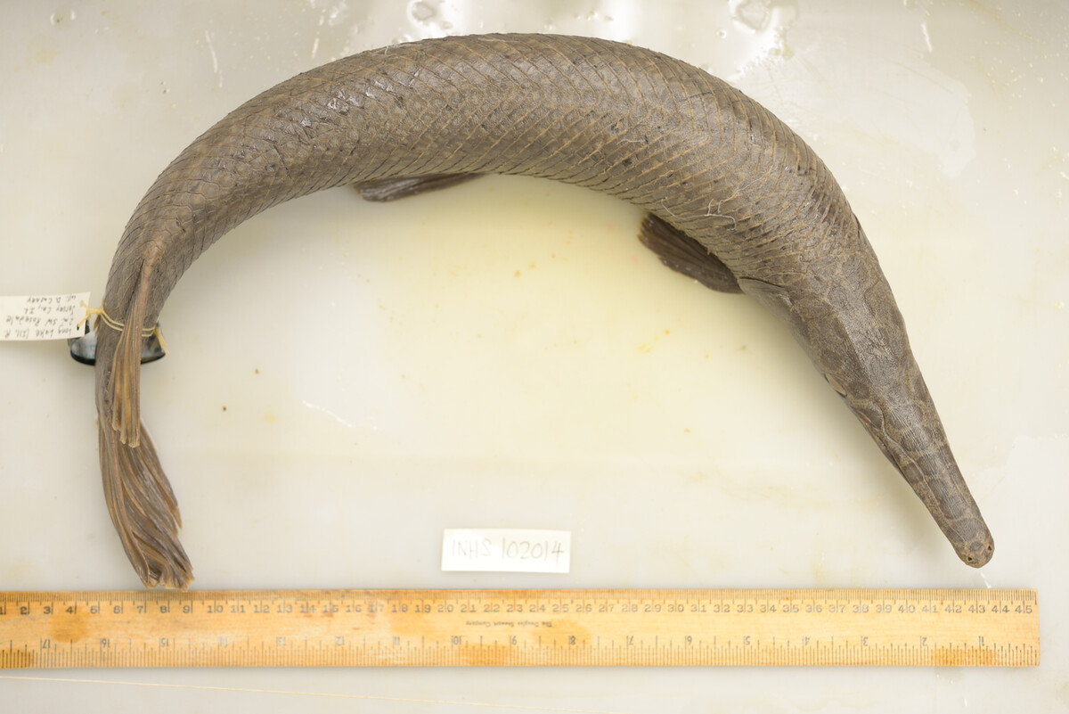 Lepisosteus oculatus image