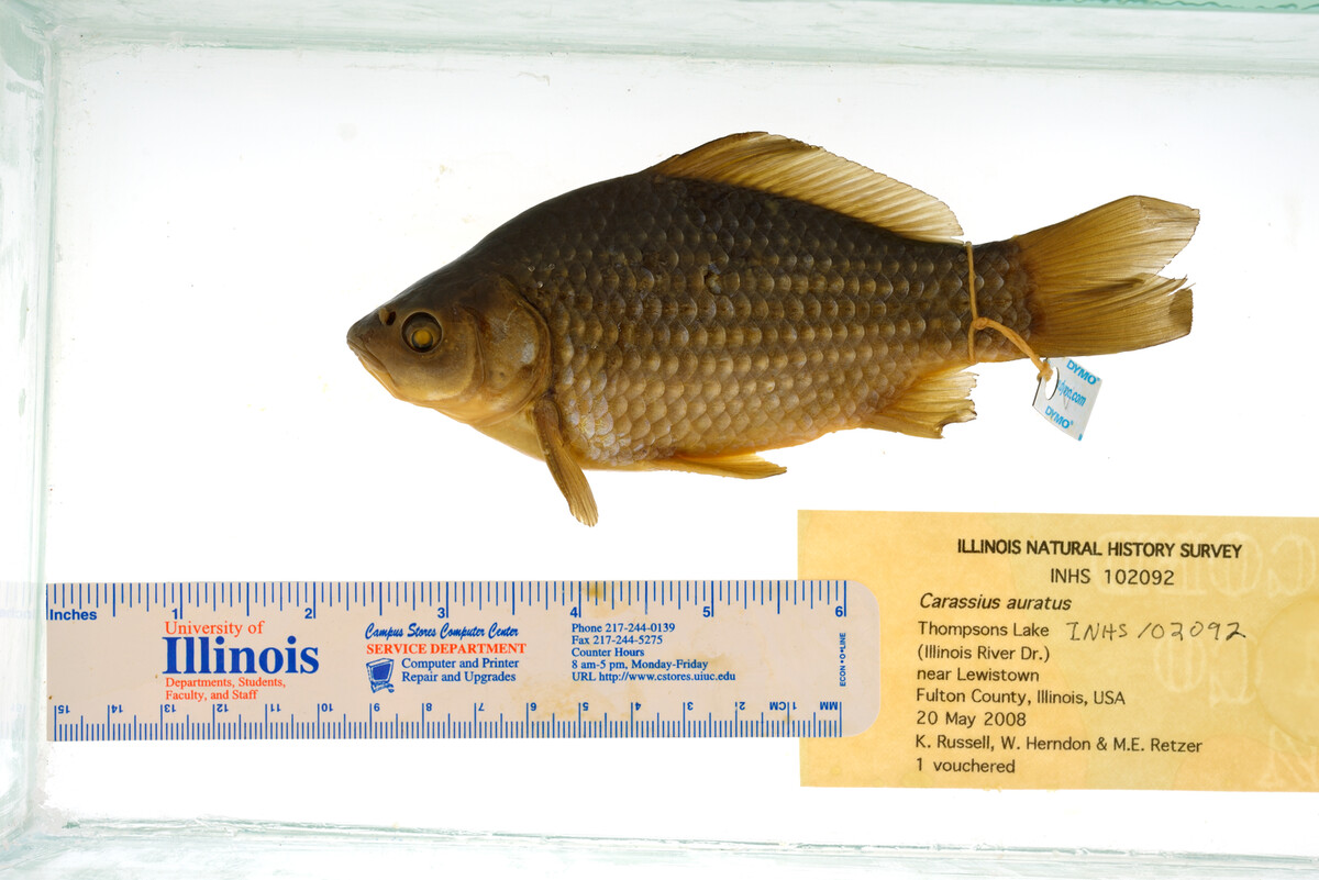 Carassius auratus image