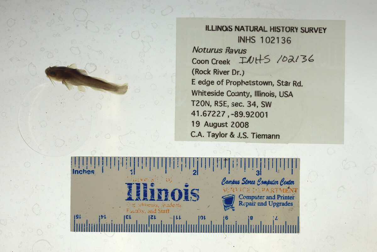 Noturus flavus image
