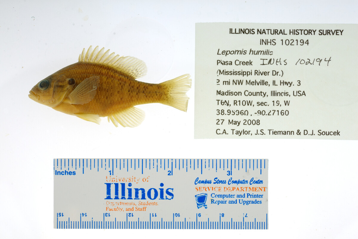 Lepomis humilis image