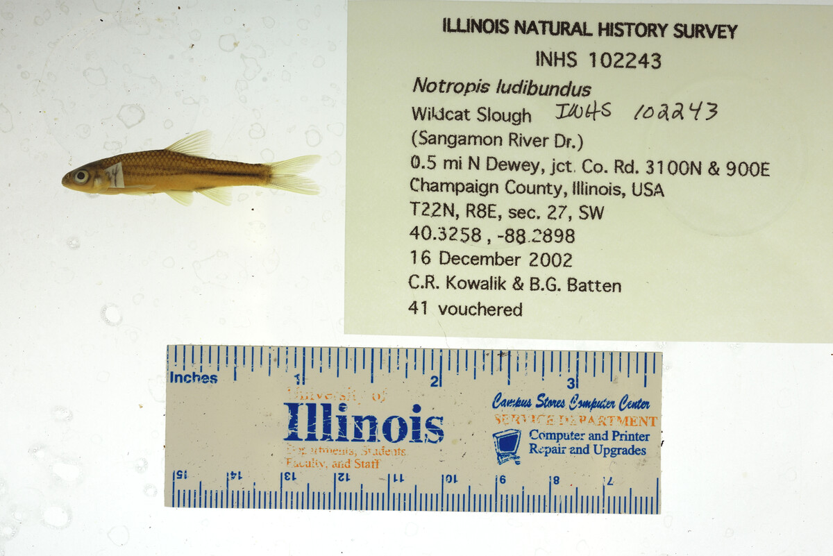 Notropis stramineus image