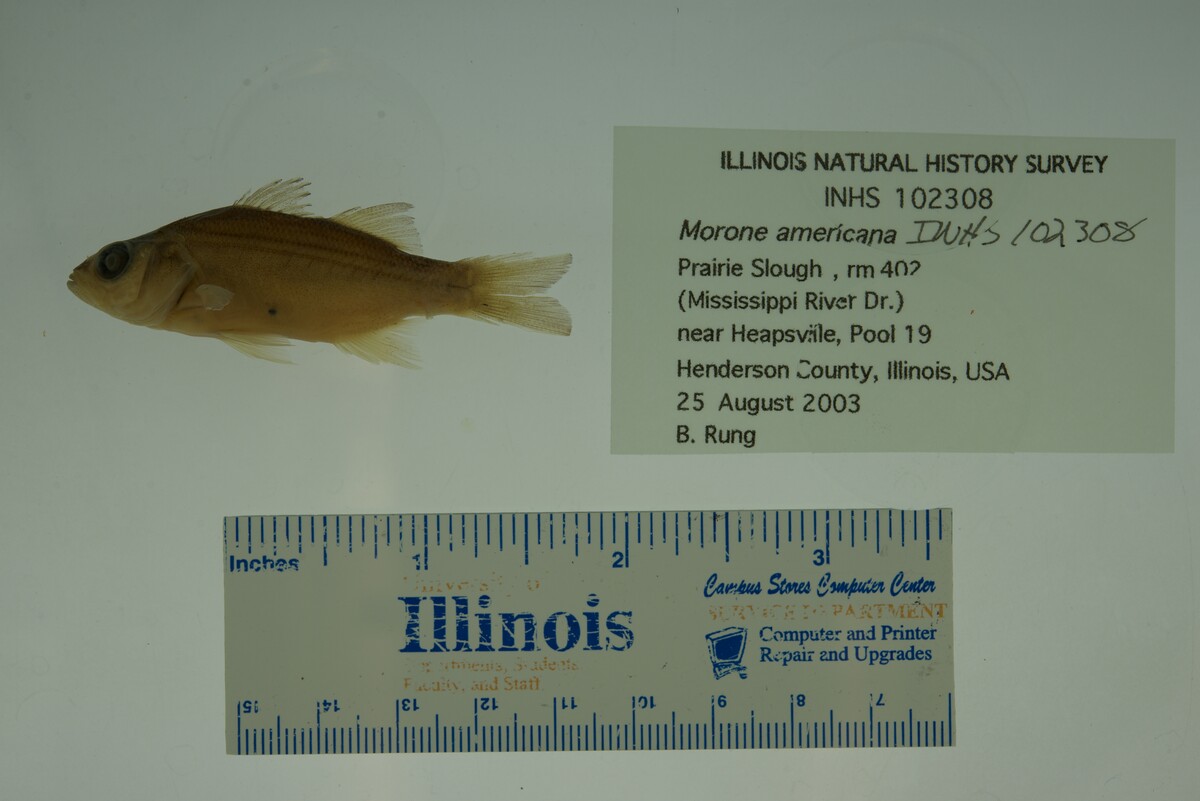 Morone americana image