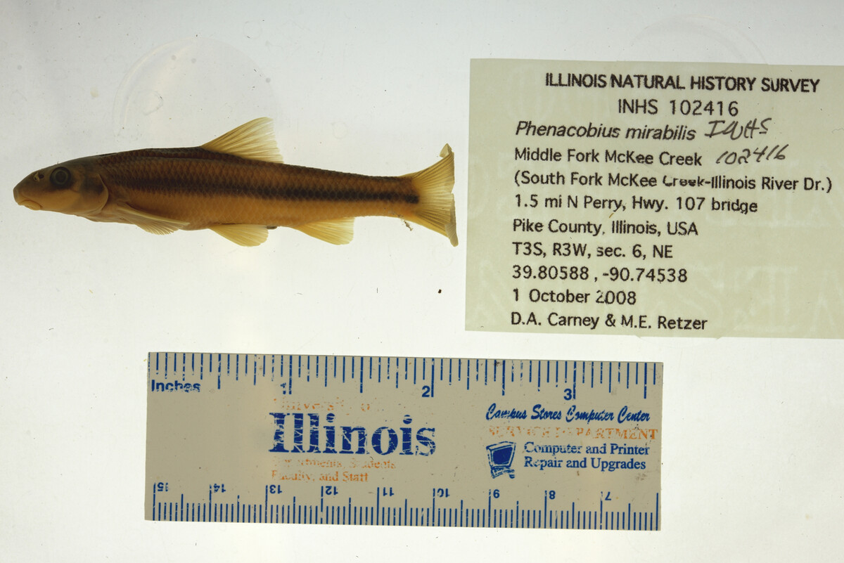 Phenacobius mirabilis image