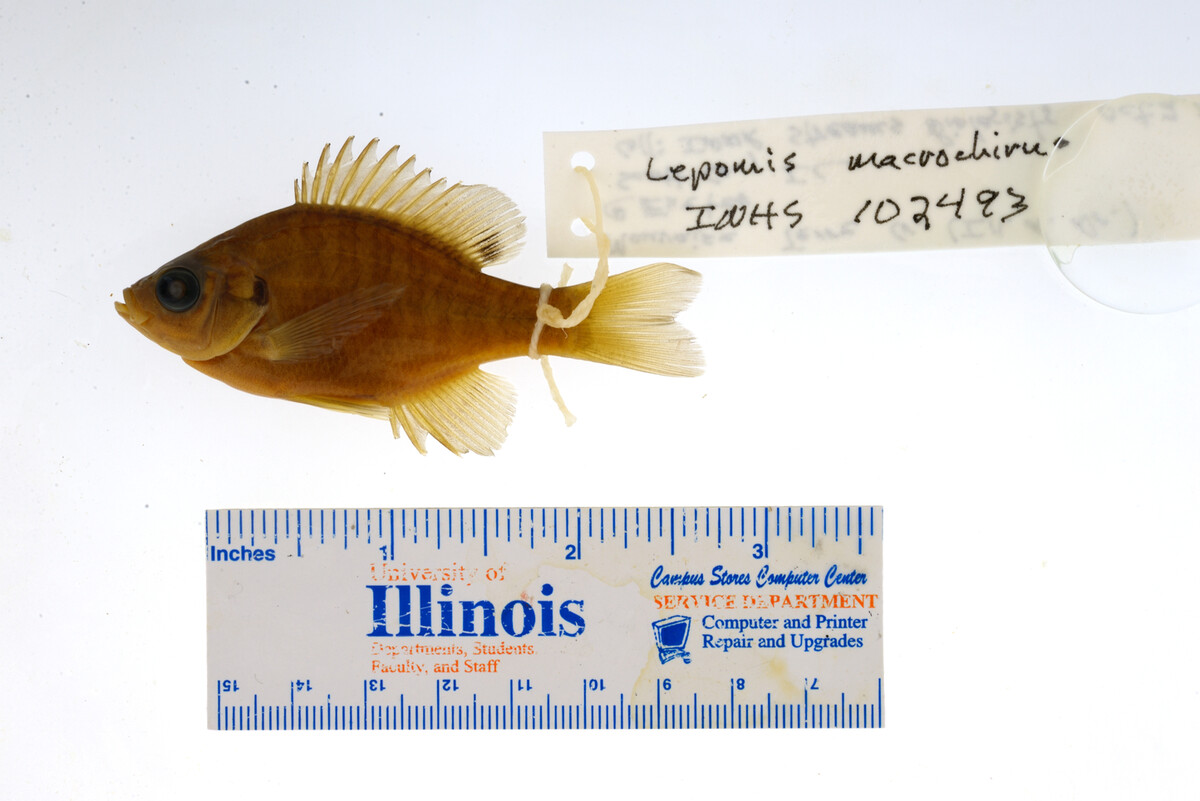 Lepomis macrochirus image