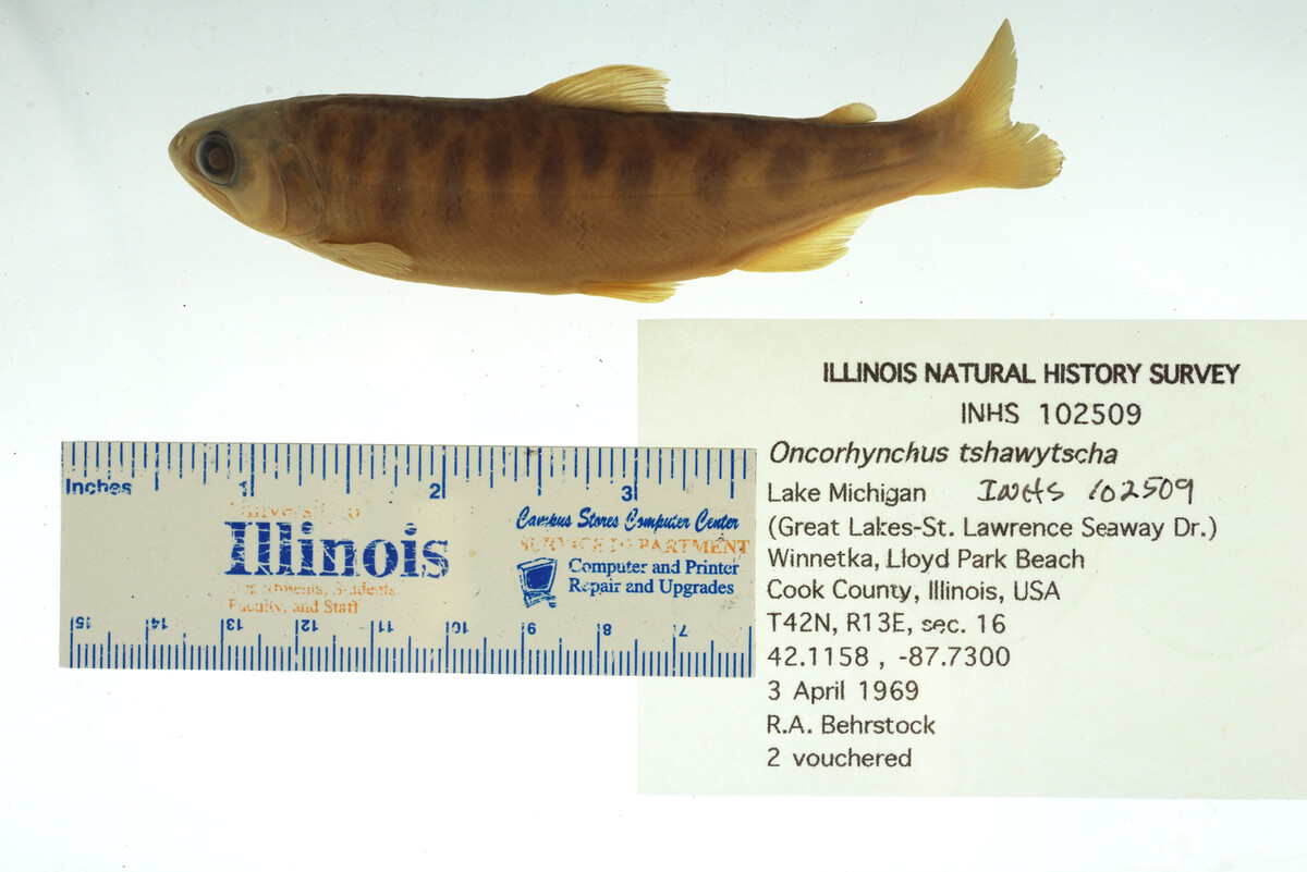 Oncorhynchus tshawytscha image