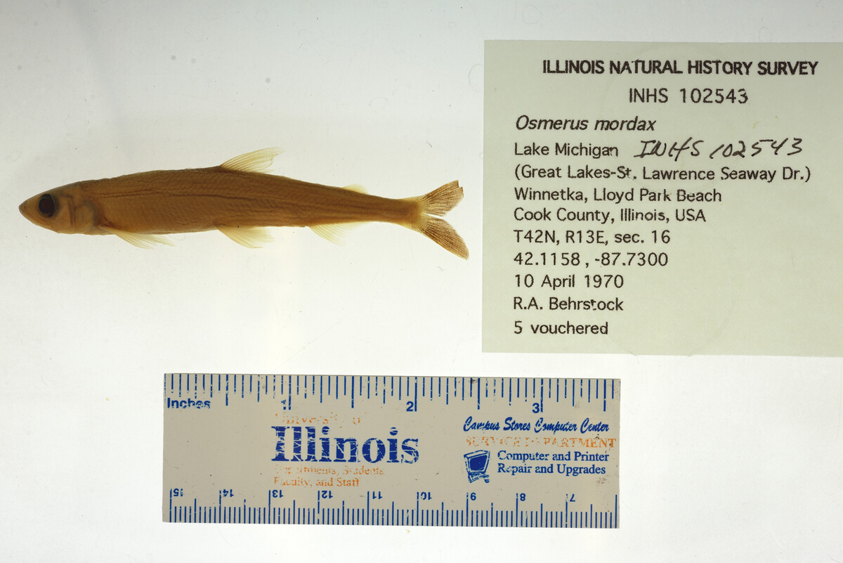 Osmerus mordax image