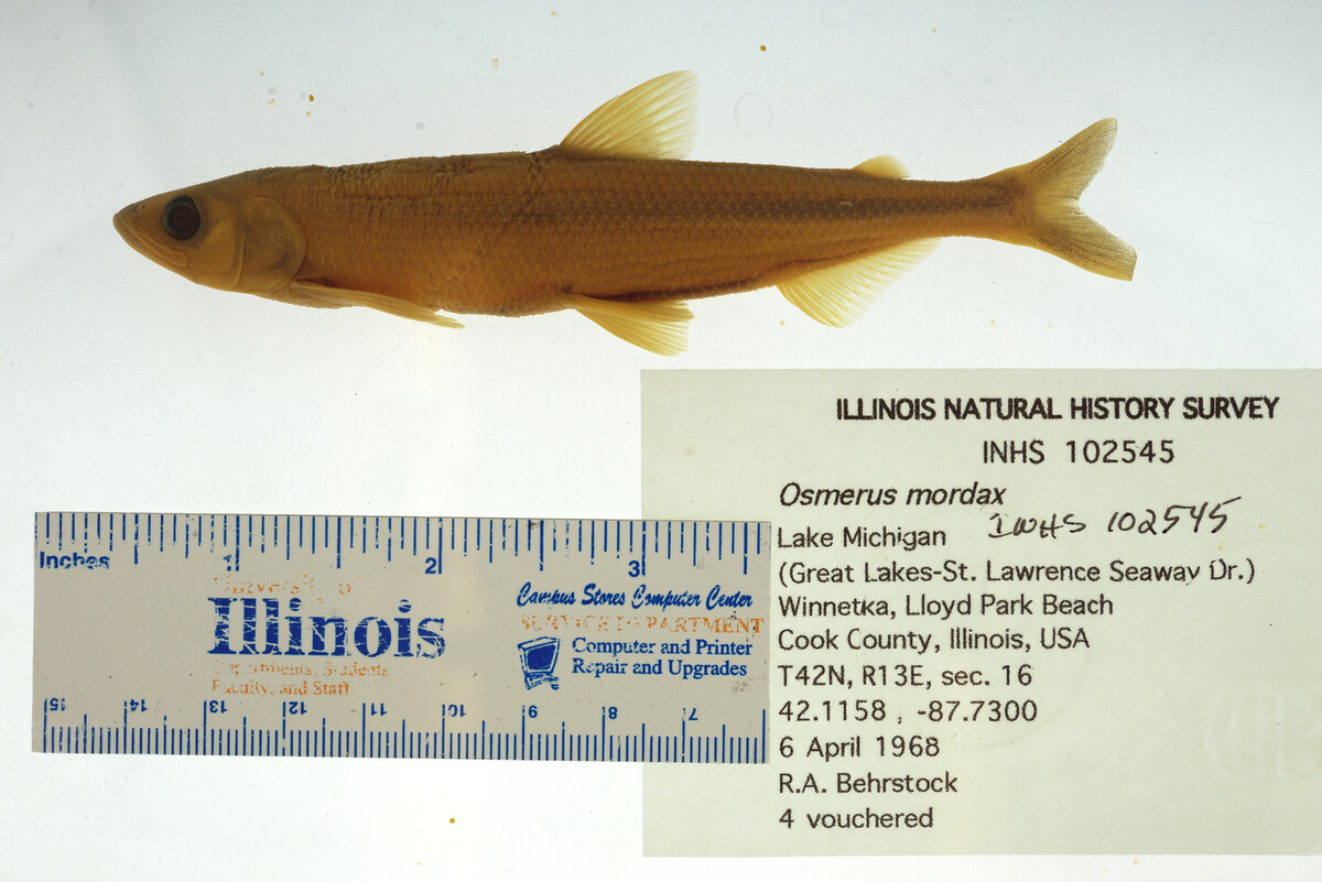 Osmerus mordax image