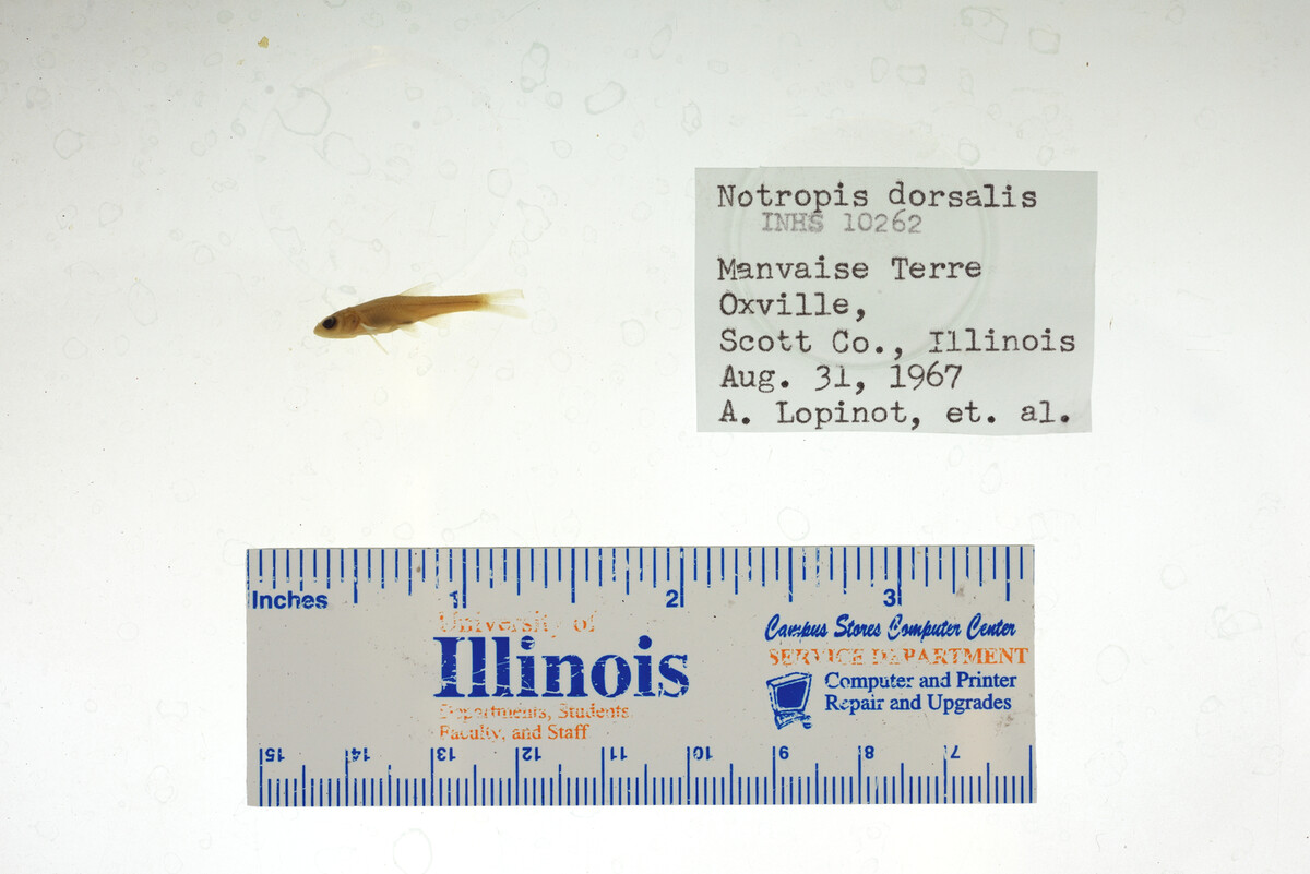 Hybopsis dorsalis image