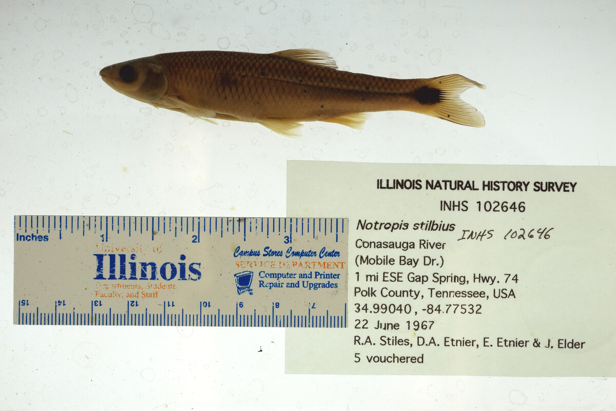 Notropis stilbius image