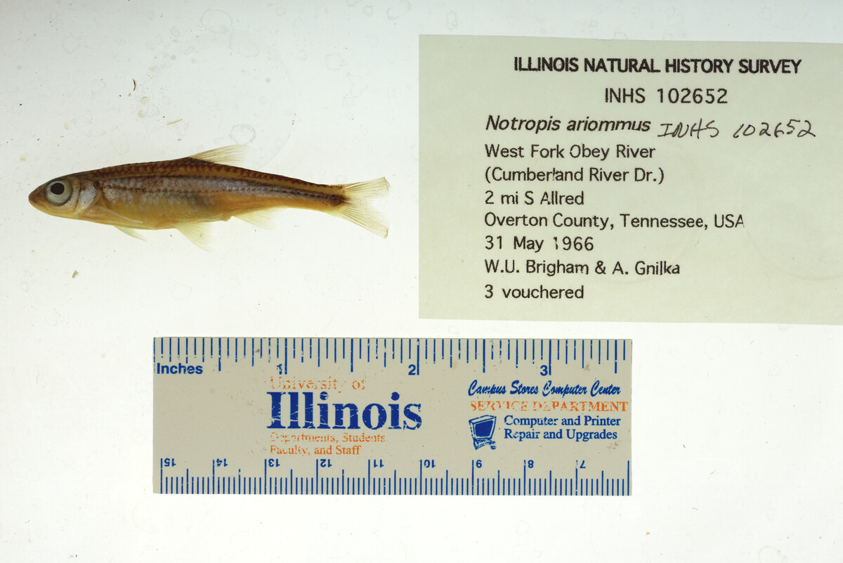 Notropis ariommus image