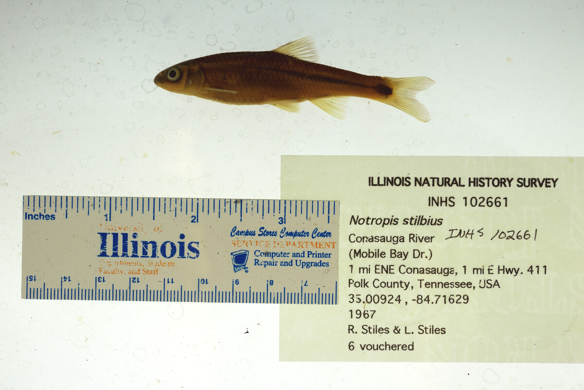Notropis stilbius image