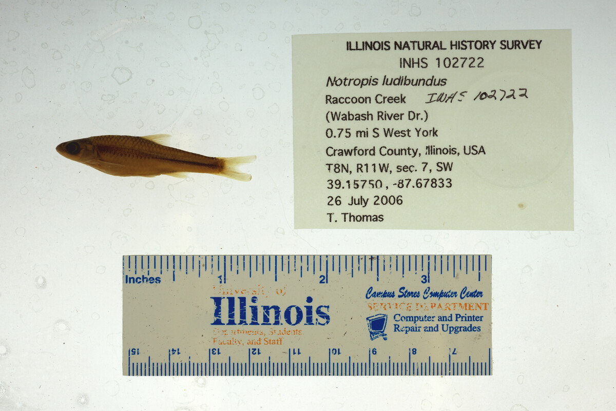 Notropis stramineus image