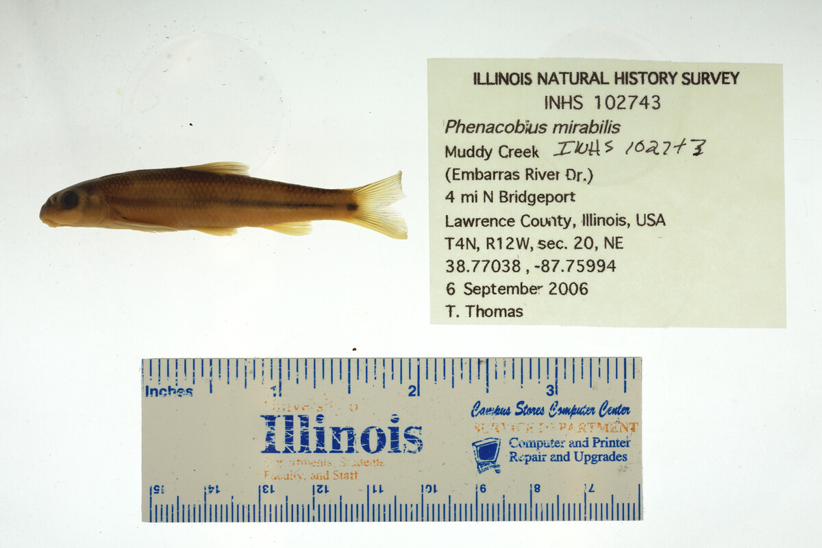 Phenacobius mirabilis image