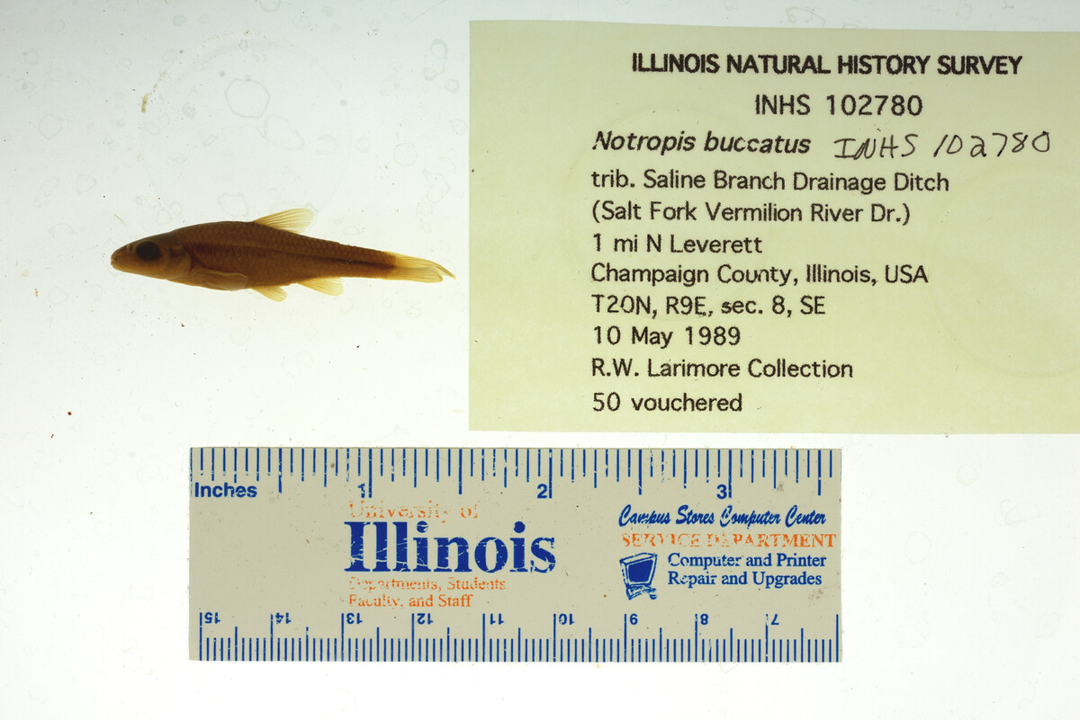 Notropis buccatus image