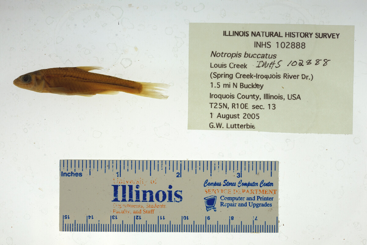 Notropis buccatus image