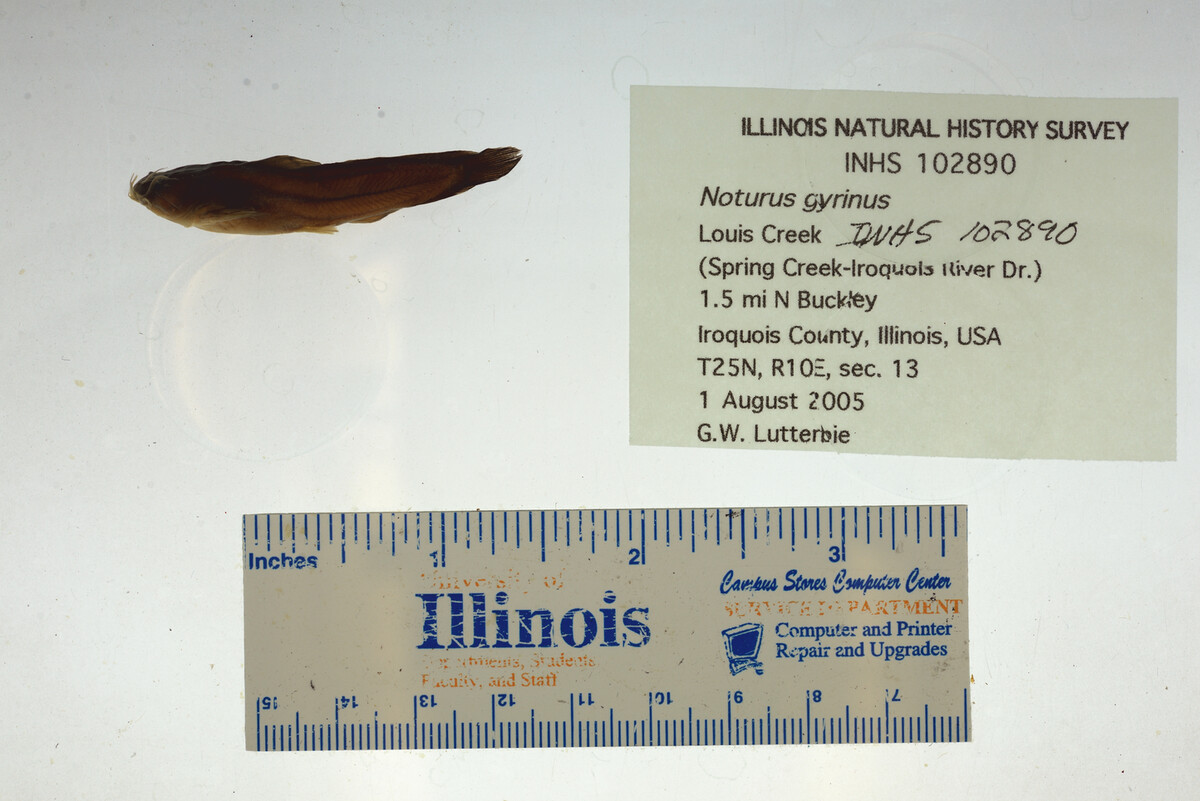 Noturus gyrinus image