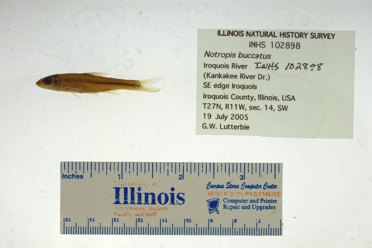 Notropis buccatus image