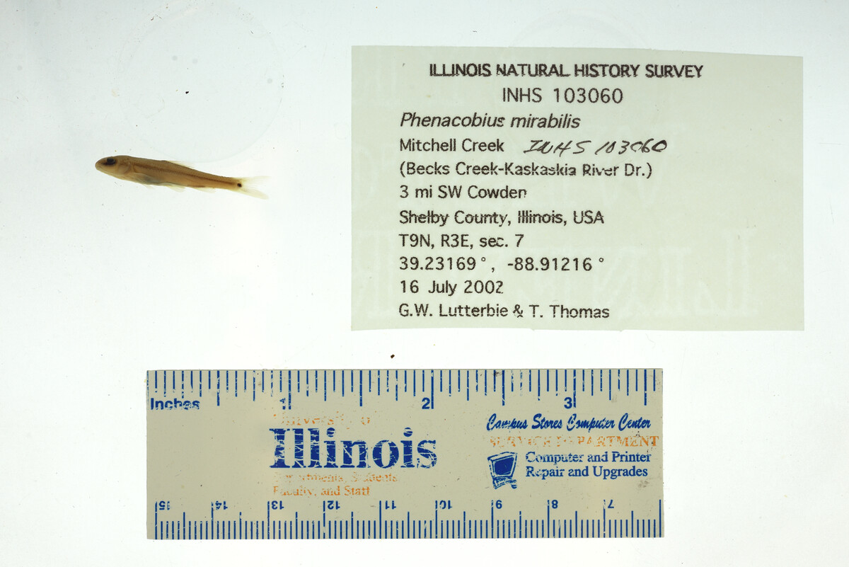 Phenacobius mirabilis image