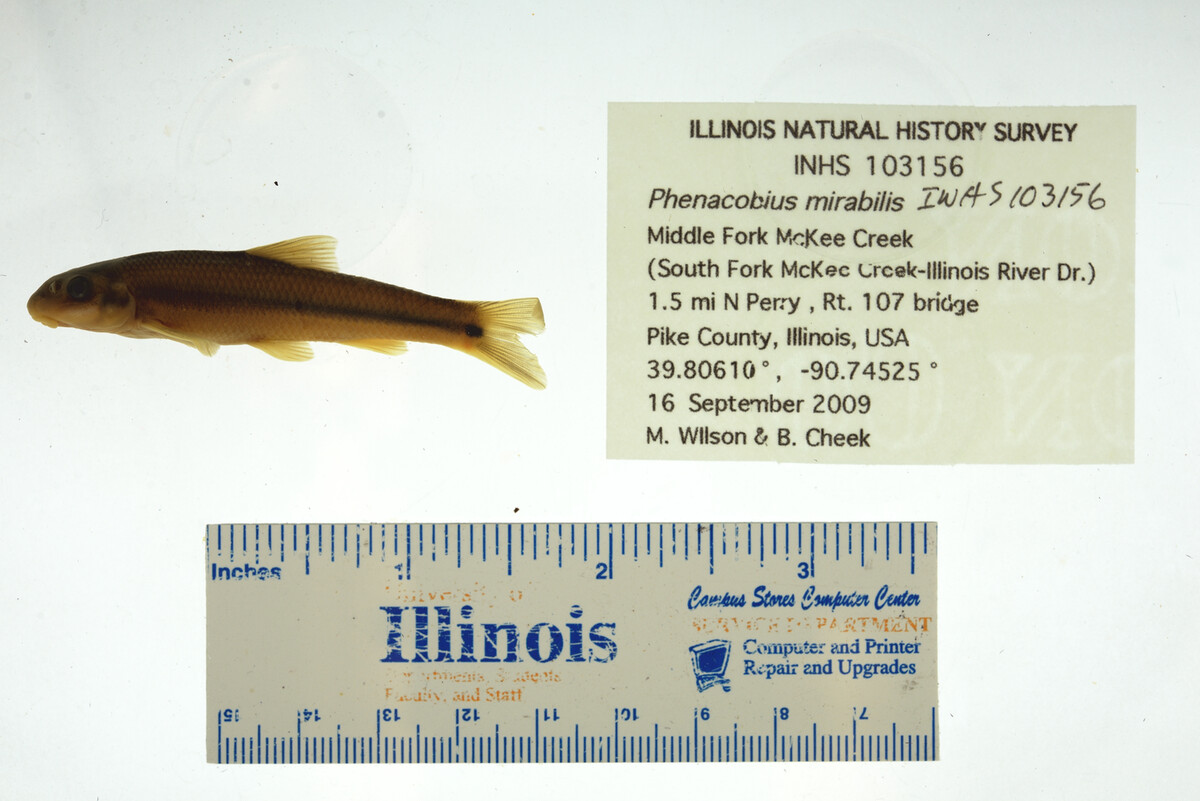 Phenacobius image