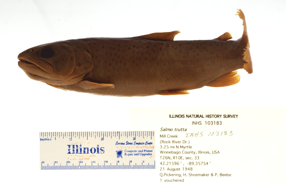 Salmo trutta image