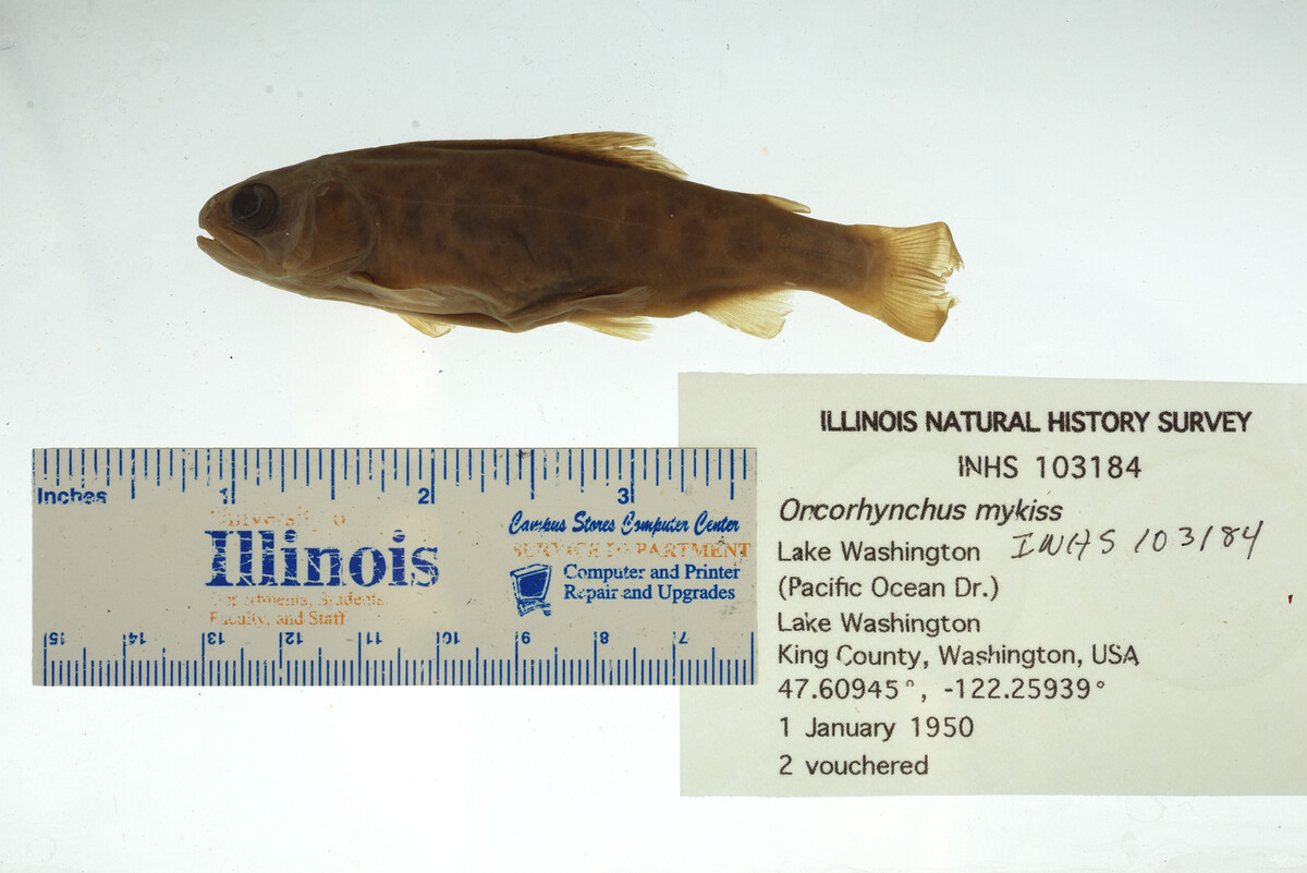 Oncorhynchus mykiss image